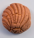Concha de Chocolate